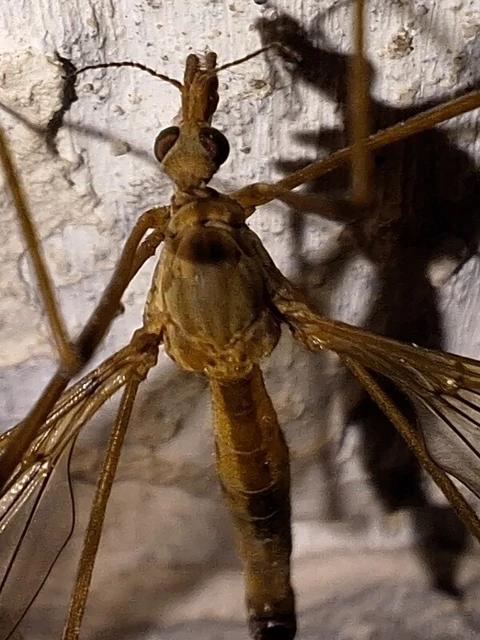 Diptera - Kétszárnyúak Diptera - Kétszárnyúak