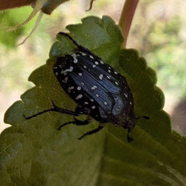 Oxythyrea funesta - sokpettyes virágbogár