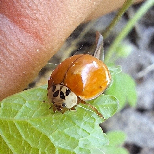 Harmonia axyridis - harlekinkatica