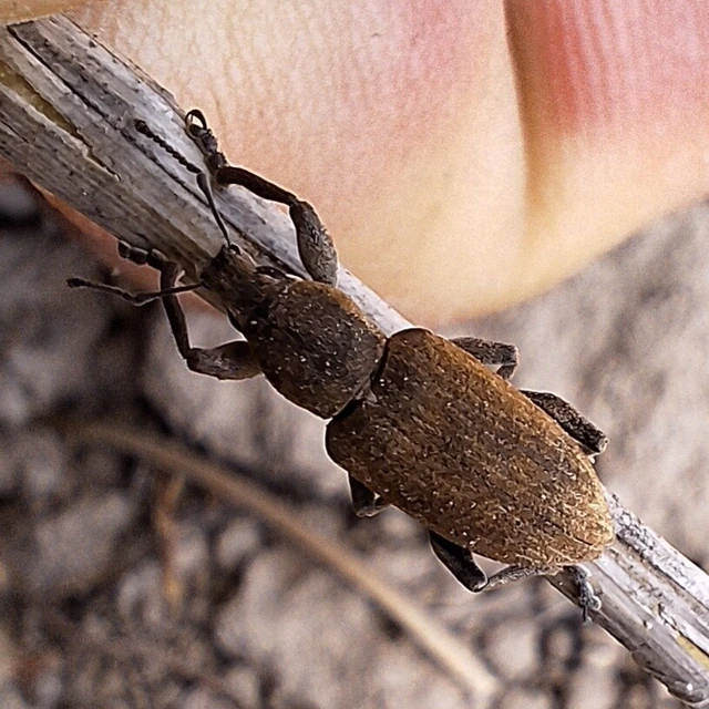 Tanymecus palliatus - közönséges hegyesfarúbarkó