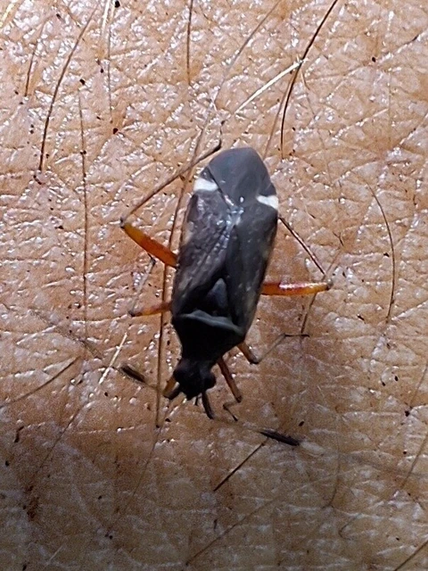 Closterotomus