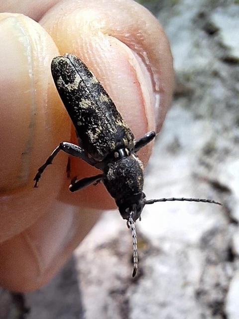 Xylotrechus rusticus - egérszínű darázscincér Xylotrechus rusticus - egérszínű darázscincér
