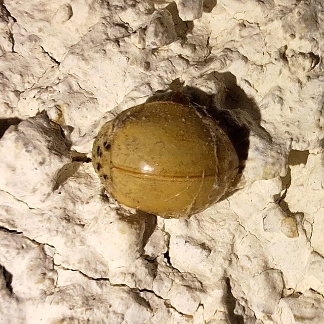 Harmonia axyridis - harlekinkatica
