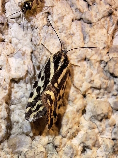 Emmelia trabealis - zebrabagoly