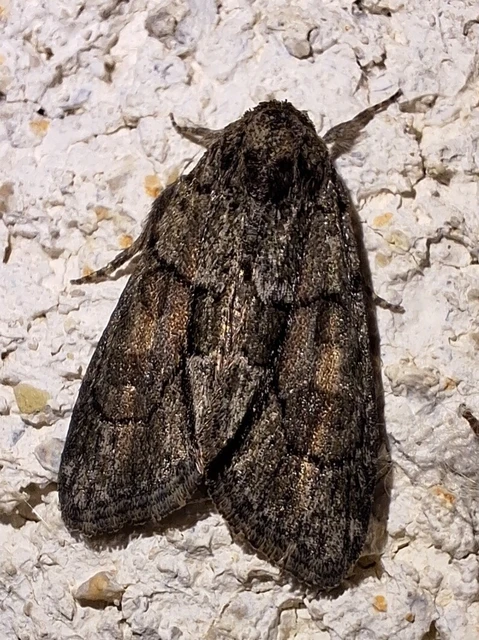 Cryphia fraudatricula - homoki zuzmóbagoly