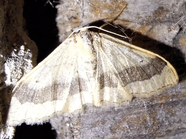 Idaea aversata - nagy sávosaraszoló