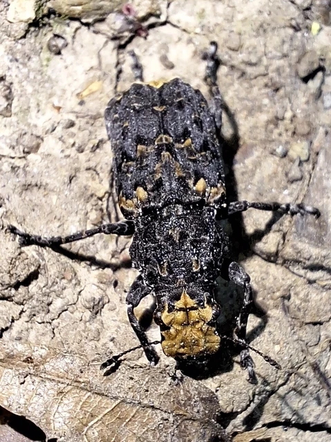 Platyrhinus resinosus - nagy orrosbogár