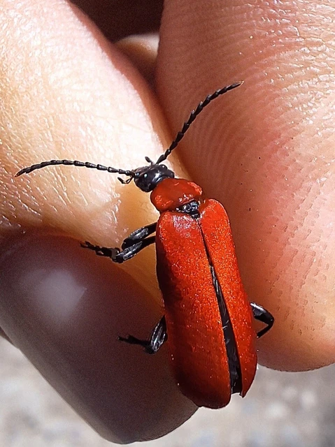 Pyrochroa coccinea - nagy bíborbogár