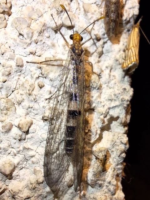 Megistopus flavicornis - kétfoltos hangyaleső