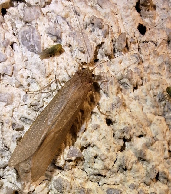 Trichoptera - Tegzesek