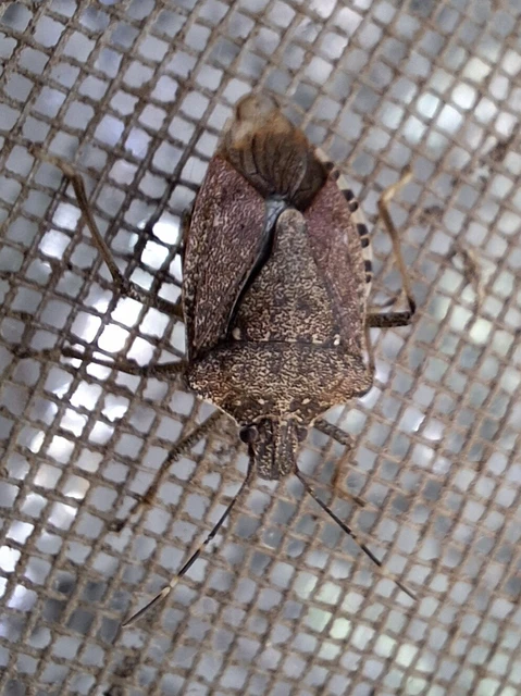 Halyomorpha halys - ázsiai márványospoloska Halyomorpha halys - ázsiai márványospoloska