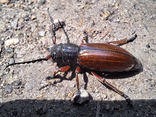 Dorcadion fulvum - barna gyalogcincér