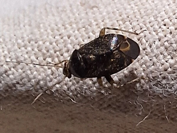 Charagochilus gyllenhalii - kis cigány-mezeipoloska