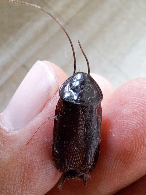 Blattodea - Csótányok Blattodea - Csótányok