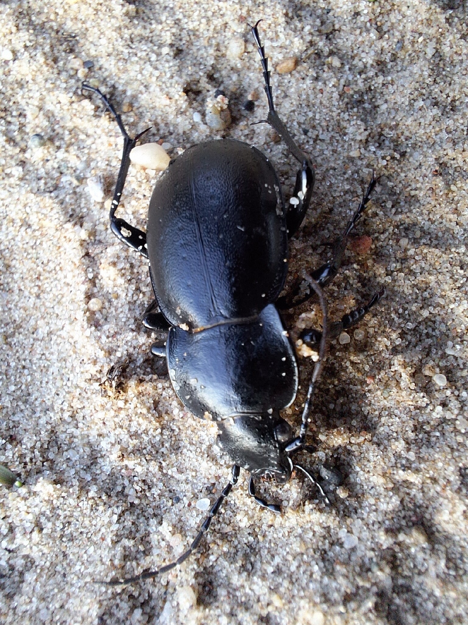 Carabus hungaricus - magyar futrinka Carabus hungaricus - magyar futrinka