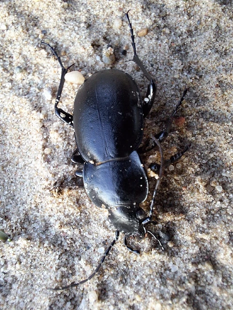 Carabus hungaricus - magyar futrinka Carabus hungaricus - magyar futrinka