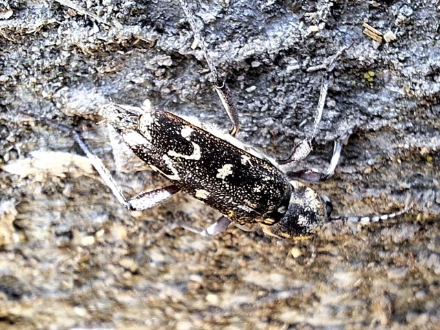 Xylotrechus rusticus - egérszínű darázscincér Xylotrechus rusticus - egérszínű darázscincér