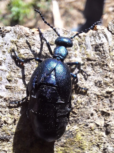 Meloe violaceus - kék nünüke