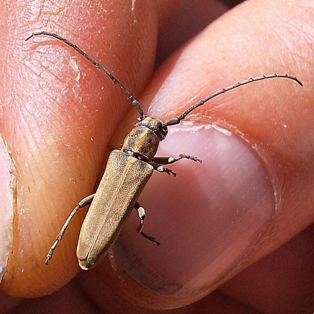 Phytoecia nigricornis - ürömcincér
