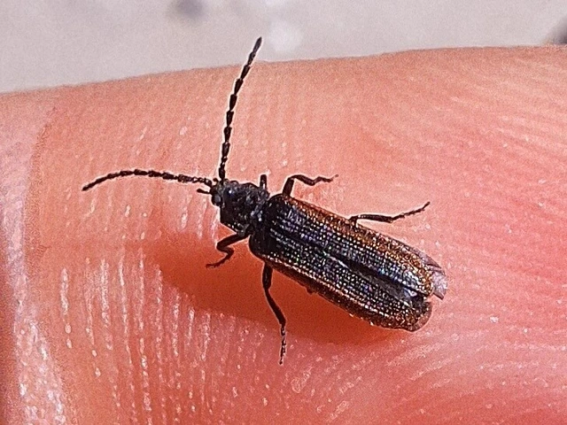 Omalisus fontisbellaquaei - közönséges álhajnalbogár
