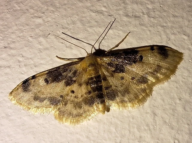 Idaea filicata - sötéttövű apróaraszoló