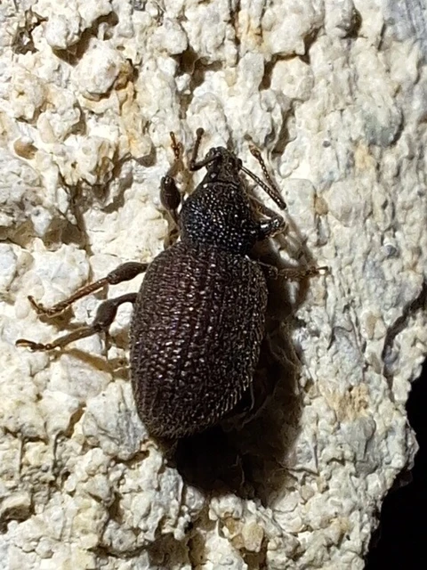Otiorhynchus rugosostriatus - szamóca-gyalogormányos