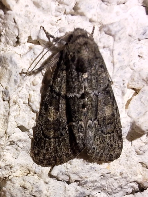 Cryphia fraudatricula - homoki zuzmóbagoly