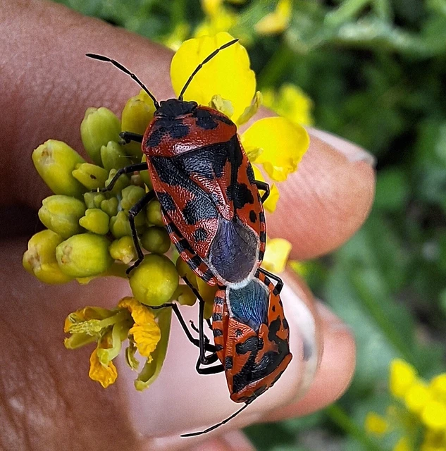 Eurydema ventralis - káposztapoloska Eurydema ventralis - káposztapoloska
