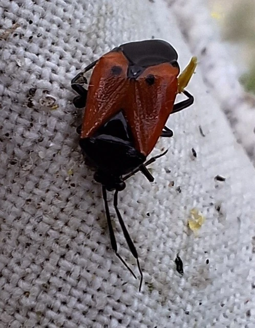 Deraeocoris rutilus - cinóber mezeipoloska