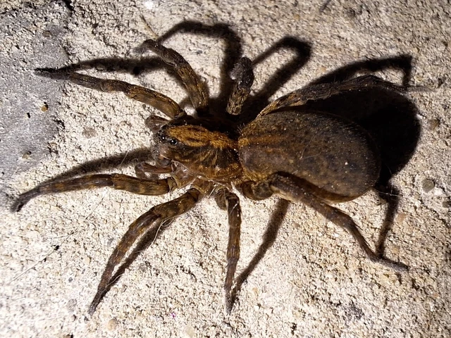 Araneae - Pókok