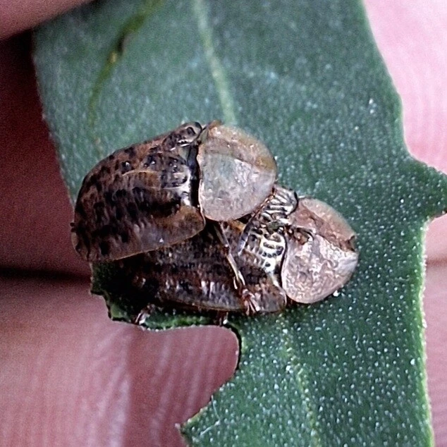Cassida nebulosa - laboda-pajzsbogár