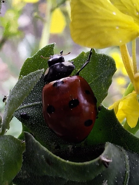 Coccinella septempunctata - hétpettyes katica