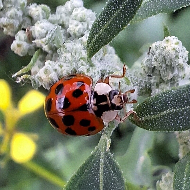 Harmonia axyridis - harlekinkatica
