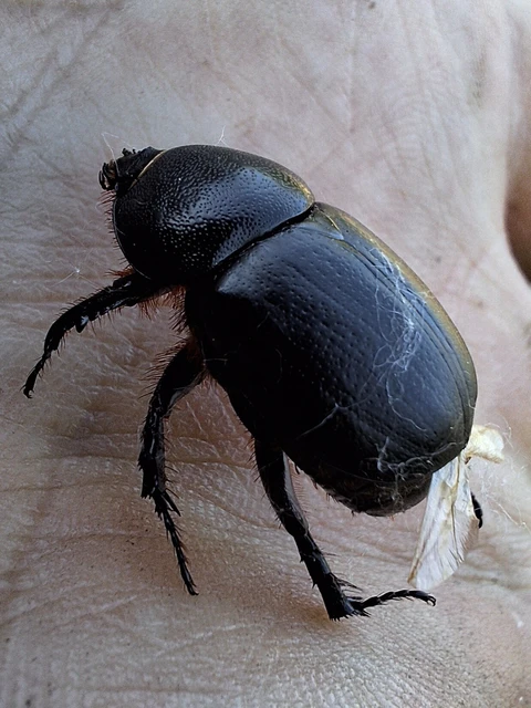 Pentodon idiota - butabogár