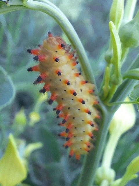 Zerynthia polyxena - farkasalmalepke