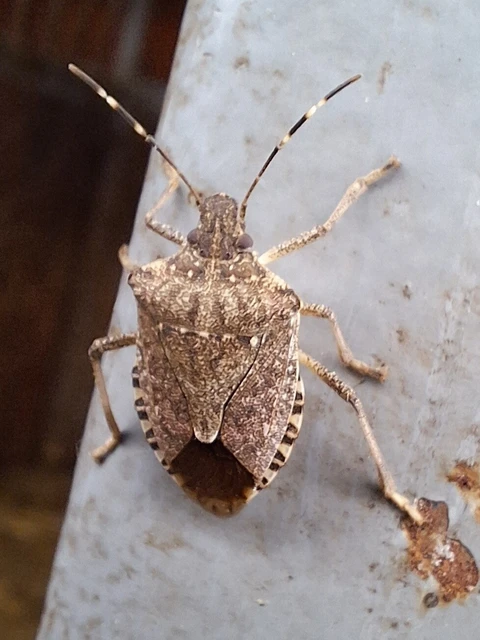 Halyomorpha halys - ázsiai márványospoloska Halyomorpha halys - ázsiai márványospoloska