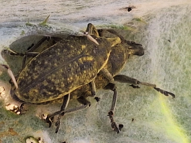 Larinus latus - óriás-púderbarkó