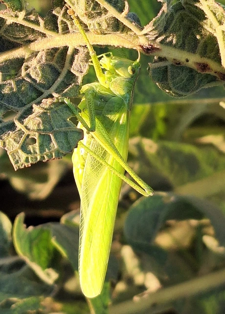 Orthoptera - Egyenesszárnyúak