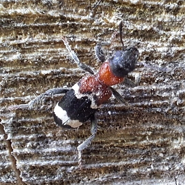 Thanasimus formicarius - vörösnyakú szúfarkas