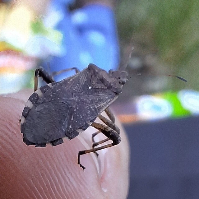 Ceraleptus gracilicornis - tüskéslábú karimáspoloska