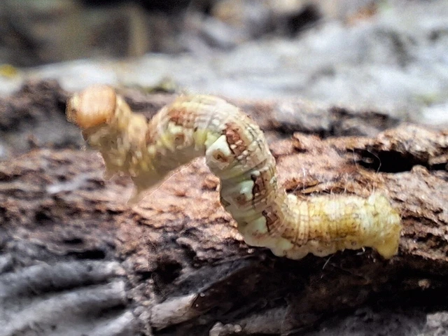 Erannis defoliaria - nagy téliaraszoló