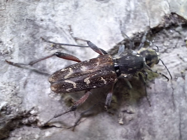 Xylotrechus rusticus - egérszínű darázscincér Xylotrechus rusticus - egérszínű darázscincér