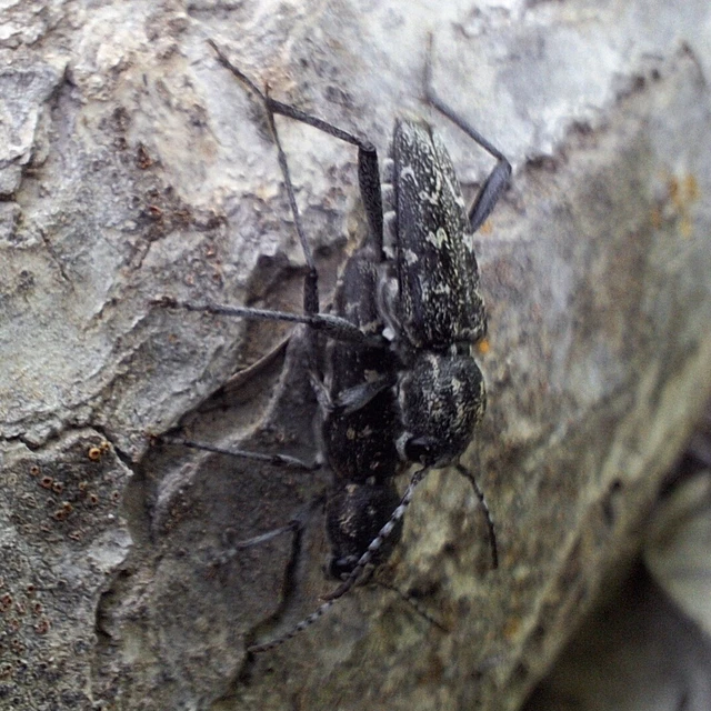 Xylotrechus rusticus - egérszínű darázscincér Xylotrechus rusticus - egérszínű darázscincér