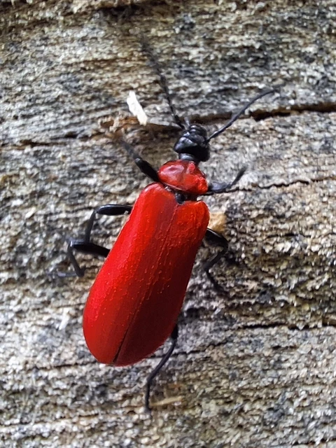 Pyrochroa coccinea - nagy bíborbogár