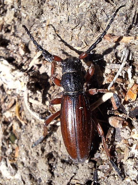 Dorcadion fulvum - barna gyalogcincér