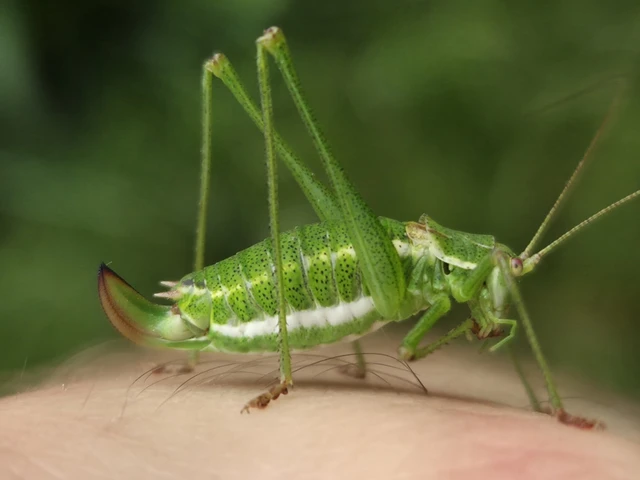 Orthoptera - Egyenesszárnyúak