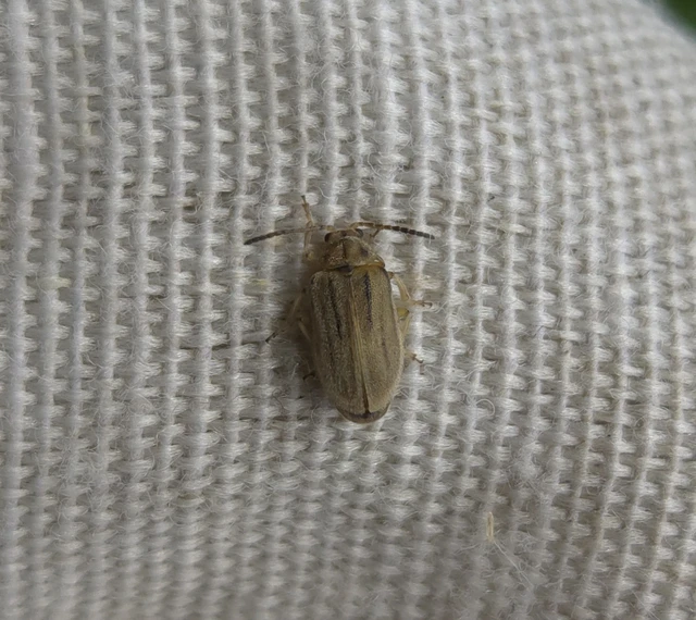 Ophraella communa - parlagfű-olajosbogár
