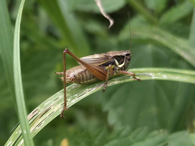 Orthoptera - Egyenesszárnyúak