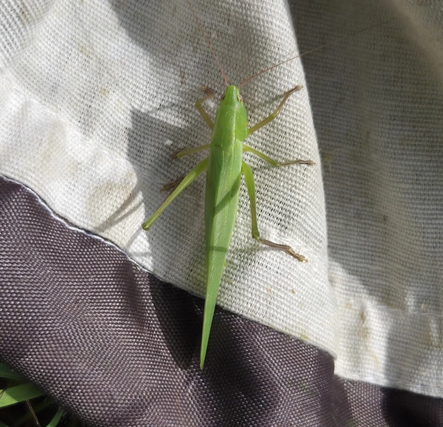Orthoptera - Egyenesszárnyúak
