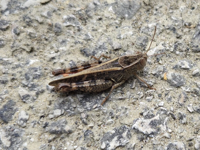 Orthoptera - Egyenesszárnyúak